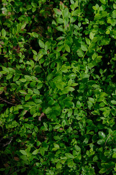 sprouts of blueberry bushes