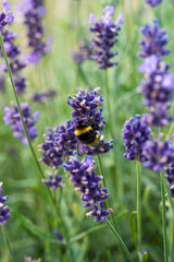 Bumblebee collecting nectar on blooming lavender flowers © Arkadiusz