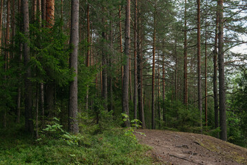 A forest lake overgrown with pine trees in the light of sunset © Grigoriy