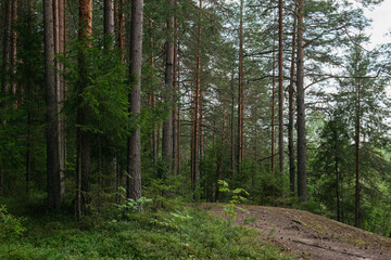 A forest lake overgrown with pine trees in the light of sunset © Grigoriy
