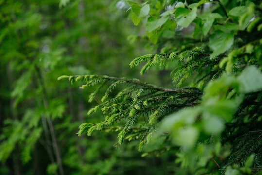 Deciduous forest in the middle of summer