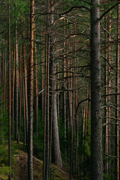A forest lake overgrown with pine trees in the light of sunset