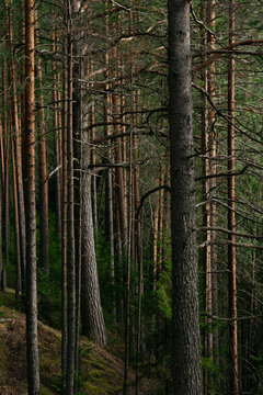 A forest lake overgrown with pine trees in the light of sunset