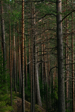 A forest lake overgrown with pine trees in the light of sunset