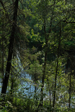 The surface of the forest lake surrounded by shrubs and trees with green leaves.