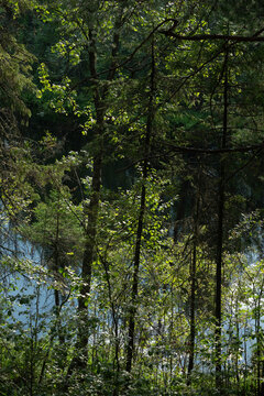 The surface of the forest lake surrounded by shrubs and trees with green leaves.
