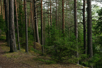 A forest lake overgrown with pine trees in the light of sunset © Grigoriy