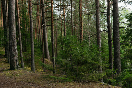 A forest lake overgrown with pine trees in the light of sunset