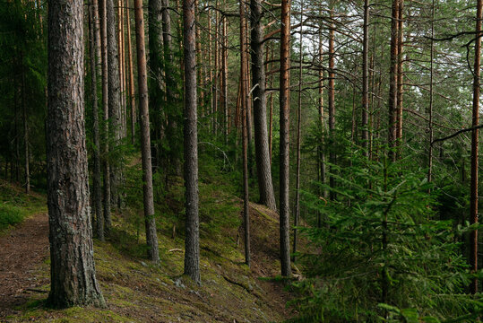 A forest lake overgrown with pine trees in the light of sunset