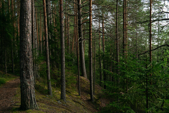 A forest lake overgrown with pine trees in the light of sunset
