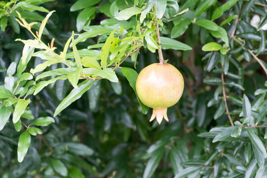 The pomegranate (punica granatum) fruit.