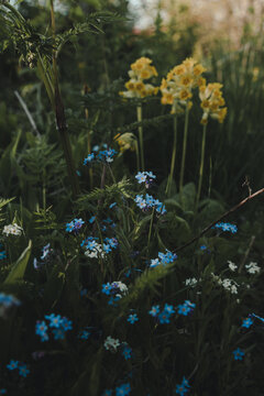 View of yellow cowslips and blue forget-me-nots blooming in a meadow on Vormsi island Laane County, Estonia.