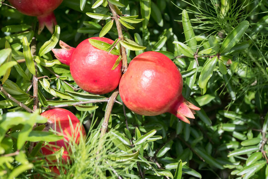 The pomegranate (punica granatum) fruits.