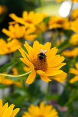 Bumblebee collecting nectar on bright yellow garden flower © Arkadiusz