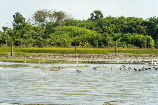 Des oiseaux et leurs petits sur un lac au Sri Lanka