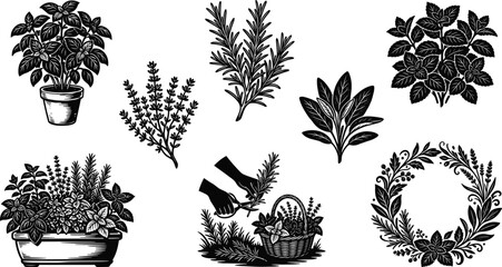 Fresh Culinary Herbs Vector Set Featuring Potted Basil, Rosemary, Thyme, Mint, Sage, Herb Harvesting, and Wreath © Mst