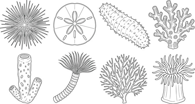 Marine Life Line Art Vector Set Featuring Sea Urchin, Sand Dollar, Coral Reef, Sea Anemone, and Sponge Blueprint Icons