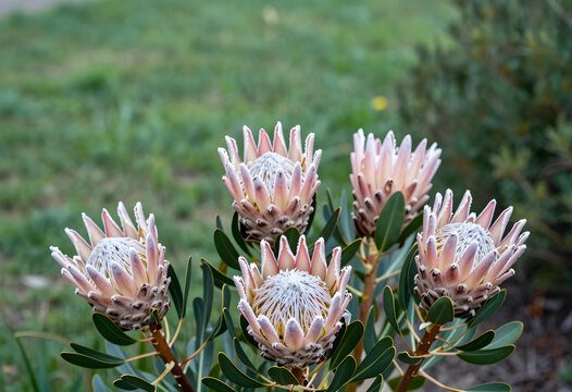 Five king protea flowers with pink and white petals and green leaves in a garden setting, the exotic blooms showcase intricate textures and patterns, natural beauty and botanical diversity