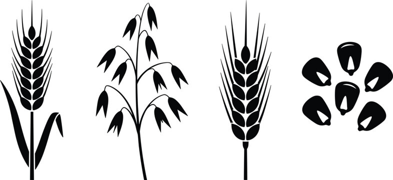 Cereal grains vector icon set with wheat oats barley and corn kernels isolated on white background