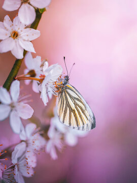 Green-veined white butterfly (Pieris napi) on white plum blossoms, beautiful dreamy macro photo with soft pink background, shallow depth of field, and bokeh