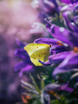 Brimstone butterfly on purple pasqueflowers (Pulsatilla vulgaris), moody dreamy macro photo with shallow depth of field, soft light, and blurred background