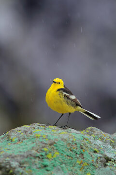 View of a yellow citrine wagtail perched on a lichen-covered rock in Deosai National Park, Skardu, Gilgit Baltistan, Pakistan.