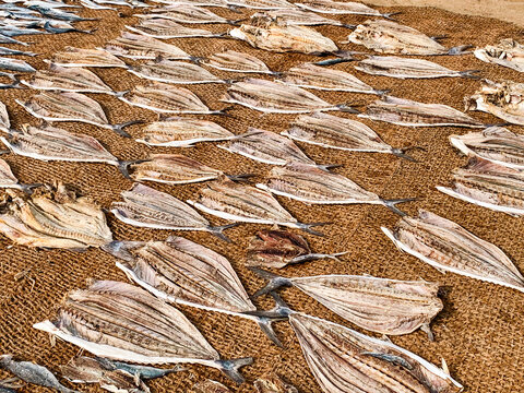 View of numerous fish drying on a large brown net under the sun in Sri Lanka.