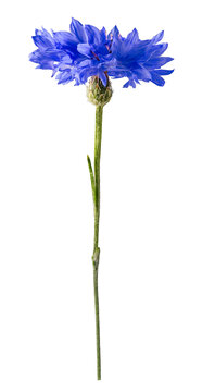 Single blue cornflower bloom on long green stem isolated against white background