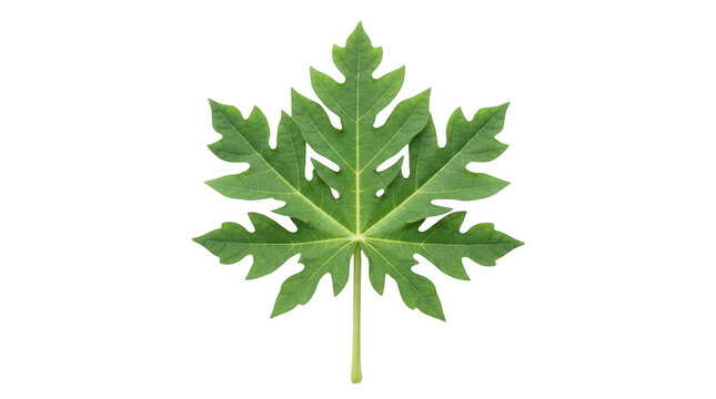 Fresh green papaya leaf isolated on transparent background