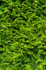 Fototapeta premium Close-up of dense evergreen thuja hedge with vibrant green foliage creating a natural background texture