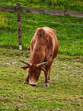 Brown Zebu Cow Grazing in a Pasture