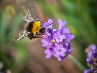 Bumblebee Gathering Nectar from Lavender Flower © jproucil