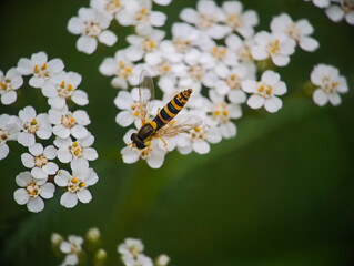 Hoverfly Perched on White Yarrow Flowers © jproucil