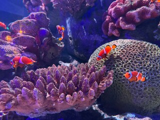 Memo Fish © Nang Khan Khup