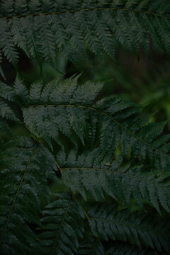 View of lush green fern fronds with intricate leaf patterns in a natural forest setting in Dee Why, New South Wales, Australia.