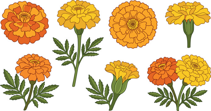 Fresh Marigold Flower Vector Icon Set with Orange Yellow Tagetes Blossoms Buds Stems and Leaves for Floral Packaging Garden Branding and Festive Holiday Designs