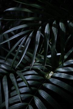 View of lush green palm leaves with deep shadows and natural light in Dee Why, New South Wales, Australia.