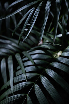 View of lush dark green palm leaves with detailed textures and shadows in Dee Why, New South Wales, Australia.