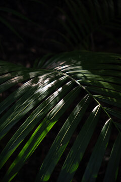 View of a lush green palm leaf with sunlight filtering through the fronds in Dee Why, New South Wales, Australia.