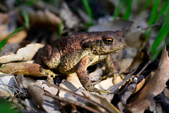 Westliche Erdkr&ouml;te, Iberische Erdkr&ouml;te, Mittelmeer-Erdkr&ouml;te // Spiny toad (Bufo spinosus) - Carrapateira, Algarve, Portugal