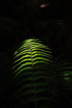 View of a vibrant green fern leaf illuminated by a single shaft of light against a dark, shadowy forest background in Dee Why, New South Wales, Australia.