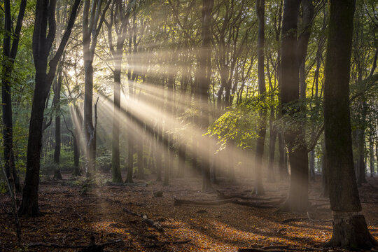 View of sunbeams filtering through the trees in a forest with fallen leaves on the ground in Netherland.