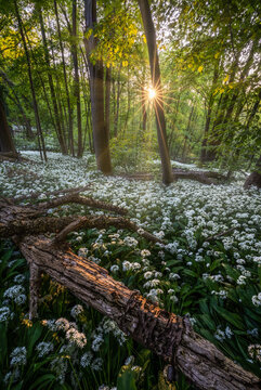 View of a sunlit forest floor carpeted with white wild garlic flowers and a fallen tree trunk in the Netherlands.