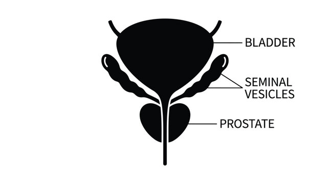 Anatomical vector illustration depicting male bladder seminal vesicles and prostate gland structures in black and white
