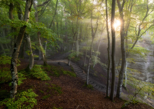 View of sunlight filtering through the trees in a lush forest with stone steps leading up a mossy path in Luxembourg.