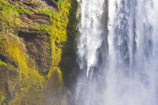 View of Skogafoss waterfall cascading down a moss-covered cliff with a bird flying in the mist, Rangarthing eystra, Iceland.