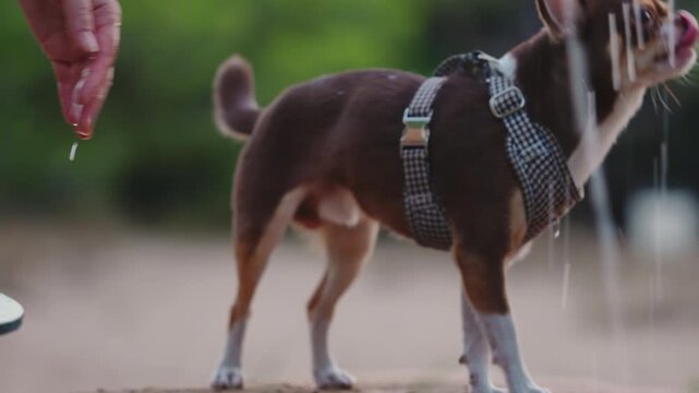 A small brown and white Chihuahua dog wearing a harness licks and drinks fresh water from a human hand outdoors, showing a caring moment between a pet and its owner
