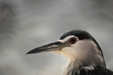 Fototapeta premium Detailed profile close-up portrait of a black-crowned night heron with a sharp beak and red eye.