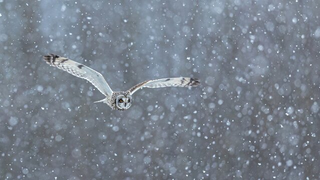 View of a short-eared owl in flight hunting during a heavy snowstorm in the United Kingdom.