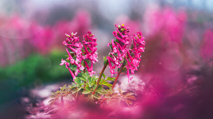 Obraz premium Pink bird-in-a-bush (Corydalis solida) spring flowers, beautiful dreamy panoramic macro photo with soft bokeh, shallow depth of field, and colorful blurred background